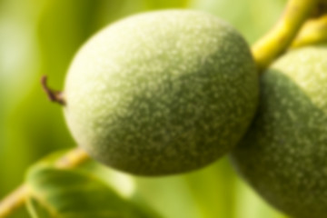 Image showing unripe green walnuts