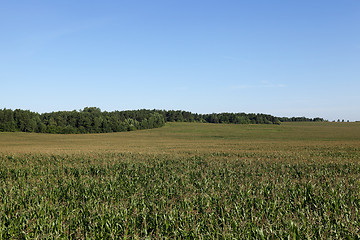 Image showing corn field, agriculture