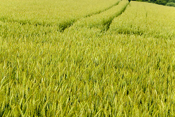 Image showing flowering stalks of wheat