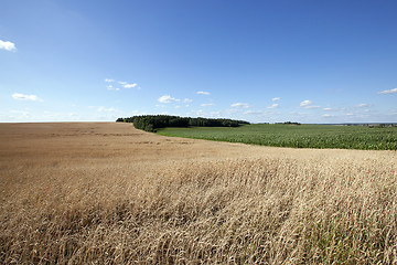 Image showing farm field cereals