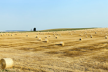 Image showing wheat field after harvest