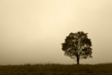 Image showing tree in the field, autumn