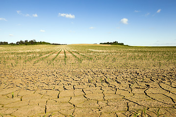 Image showing corn field. summer
