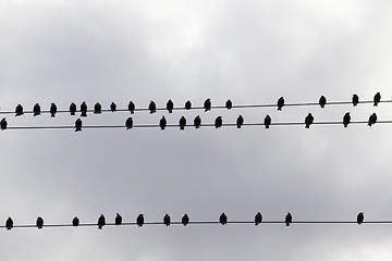 Image showing birds flying in the sky