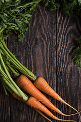 Image showing Freshly grown carrots