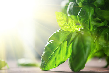 Image showing Fresh organic basil