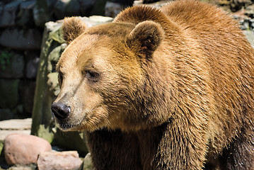 Image showing Big male brown bear