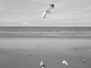 Image showing Seagull bird animal