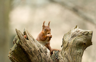 Image showing Red Squirrel with Hazelnut