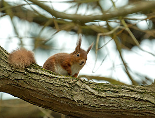 Image showing Red Squirrel in Tree