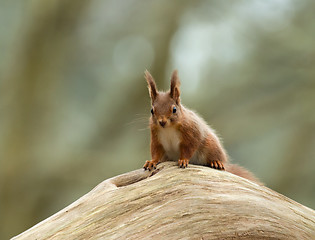 Image showing Red Squirrel on Log