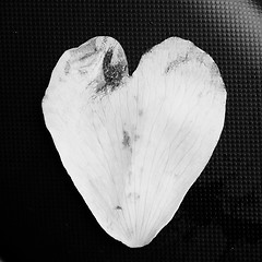 Image showing Heart shaped petal