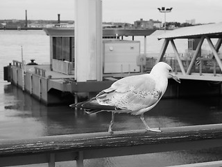 Image showing Seagull bird animal