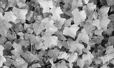 Image showing Ivy Hedera plant in black and white