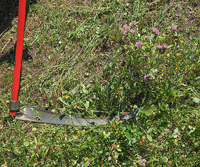Image showing Sickle for grass cutting