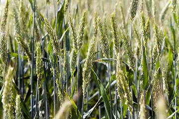 Image showing immature cereals, wheat