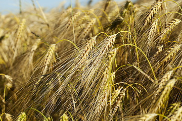 Image showing ripe yellow cereals