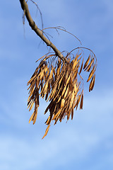 Image showing autumn in the park