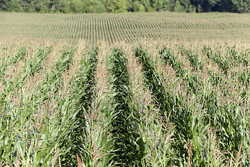 Image showing Corn field, summer