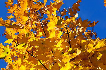 Image showing yellowing leaves on the trees