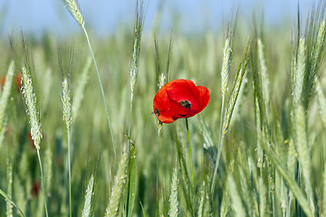 Image showing blooming red poppies