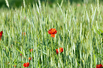 Image showing blooming red poppies