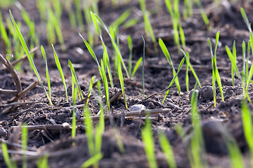 Image showing young grass plants, close-up