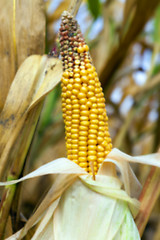 Image showing field with mature corn