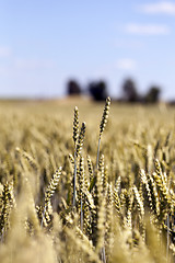 Image showing farm field cereals