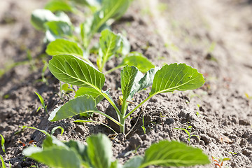 Image showing green cabbage in a field