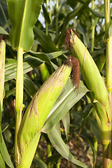 Image showing Field with corn