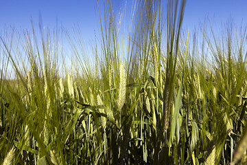 Image showing immature grass sky