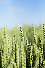 Image showing unripe ears of wheat