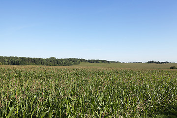 Image showing corn field, agriculture