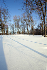 Image showing trees in winter