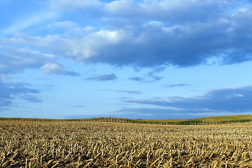 Image showing mature corn crop