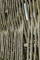 Image showing fence of twigs