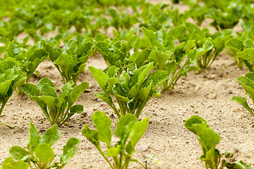 Image showing young beet greens