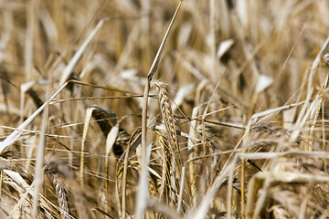 Image showing Field of cereal in the summer