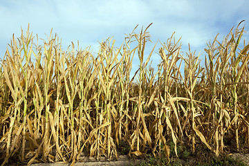 Image showing Green immature corn