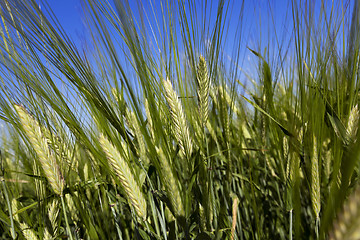 Image showing immature green grass