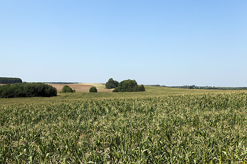 Image showing Field of green corn