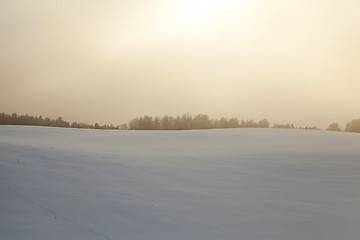 Image showing forest in winter, dawn