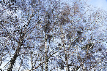 Image showing Birch tree in winter