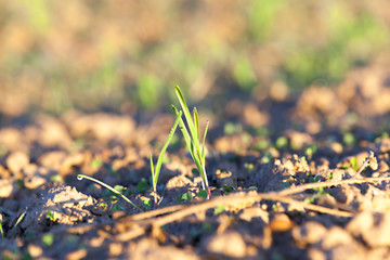 Image showing young grass plants, close-up