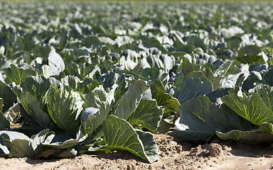 Image showing Field of cabbage, spring