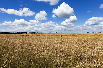 Image showing farm field cereals