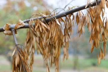 Image showing autumn in the park