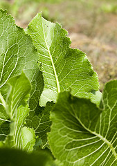 Image showing green leaves of horseradish