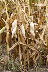 Image showing mature corn crop